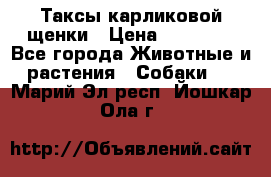 Таксы карликовой щенки › Цена ­ 20 000 - Все города Животные и растения » Собаки   . Марий Эл респ.,Йошкар-Ола г.